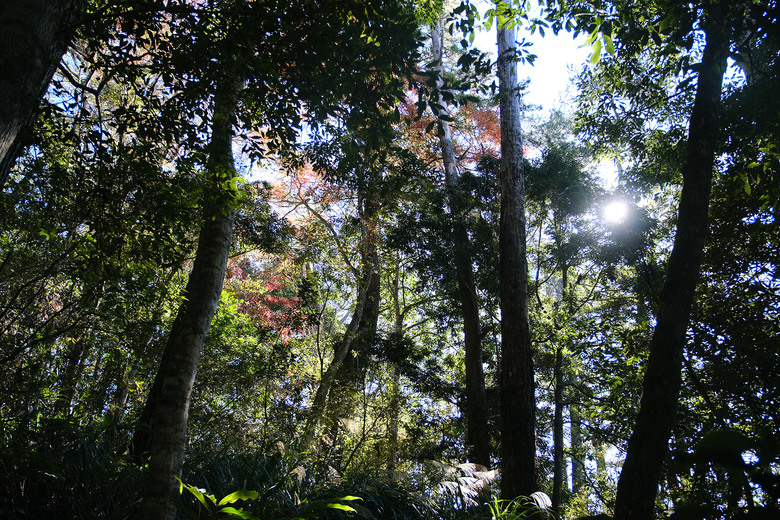 【芝虎縱走】滿山楓紅與砲台遺址的饗宴 |芝生毛台山 | 虎禮山