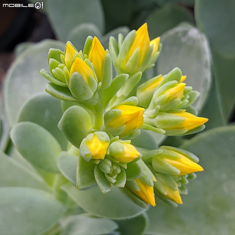 多肉植物開花 台南市歸仁區七甲花卉區 03/01