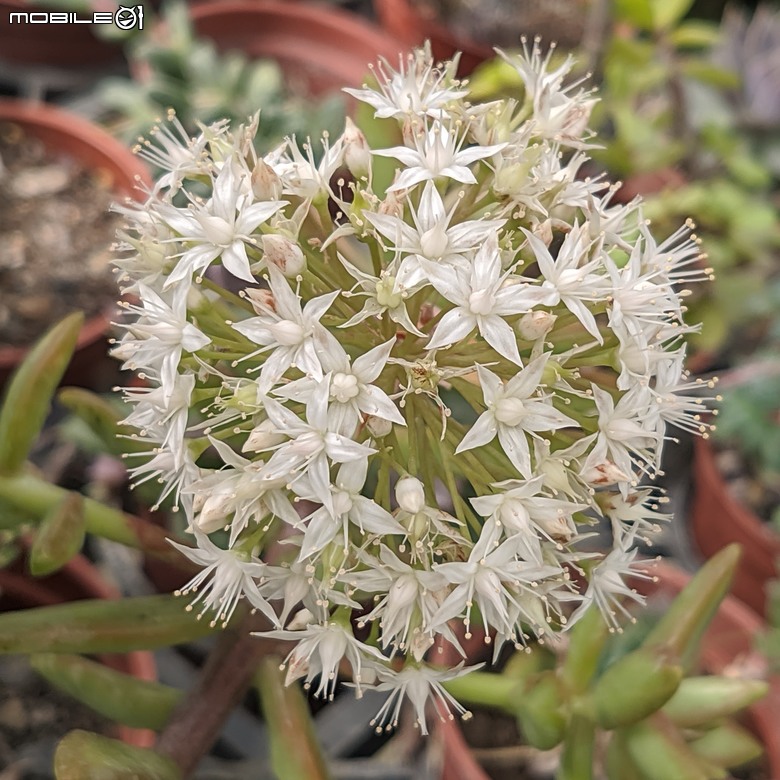 多肉植物開花 台南市歸仁區七甲花卉區 03/01