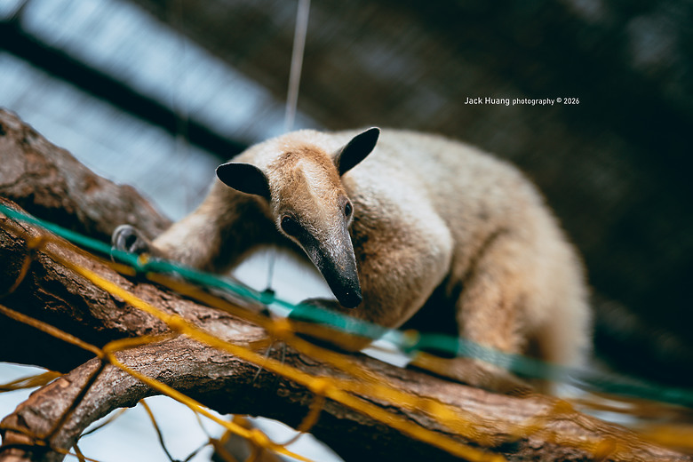 拍鳥成就解鎖好地方 蘭陽動植物王國
