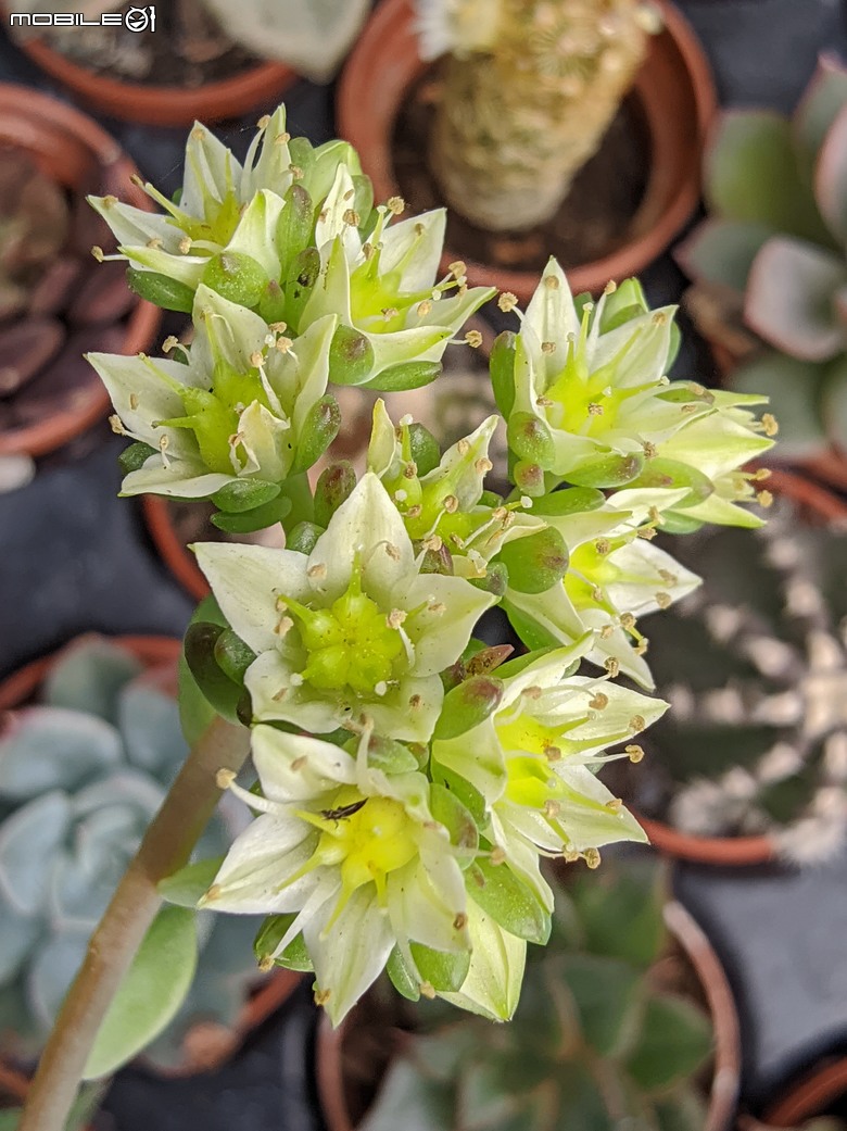 多肉植物開花 台南市歸仁區七甲花卉區 03/01