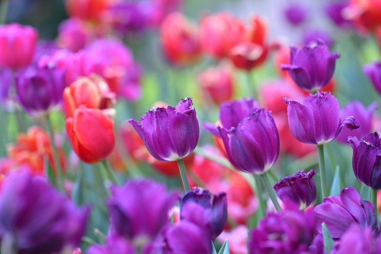 2026 台北之 "冬與春" 花之賞 (圖多)