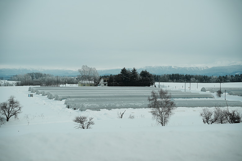 2026 北海道12天小蜜月 (中)『美瑛 & 旭川自駕遊』