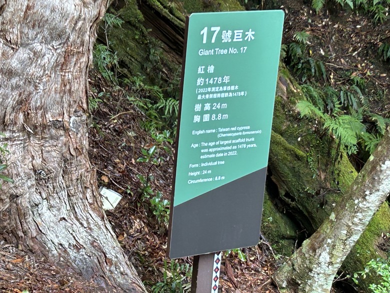 泰雅原鄉登走拉拉山巨木群、恩愛農場賞櫻