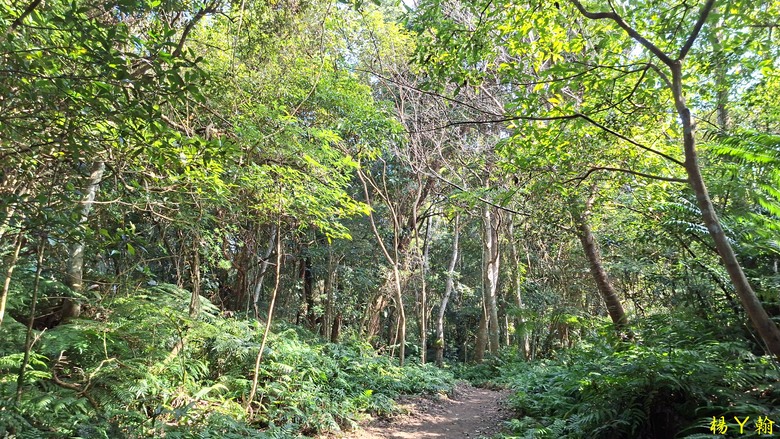 【台灣小百岳】溪洲山、 新溪洲山、大溪月眉落羽松正當時