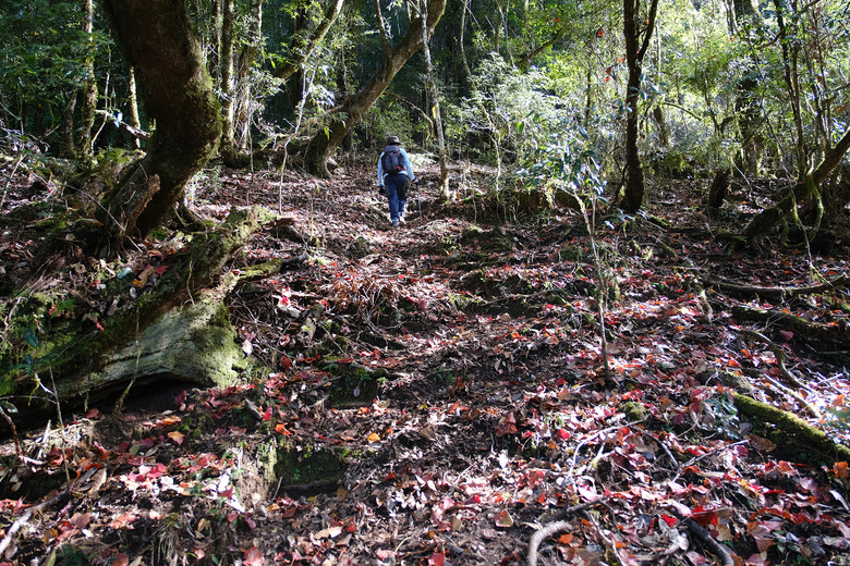 【芝虎縱走】滿山楓紅與砲台遺址的饗宴 |芝生毛台山 | 虎禮山