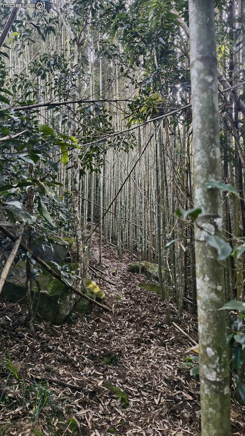 新竹冷門登山路線 | 滿滿竹林 |鬼澤山