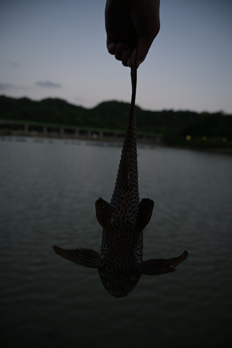 點我看大圖 五個月使用心得:Nikon Z5 II + Nikkor 24-70 f/4 Kit(含大量實拍)