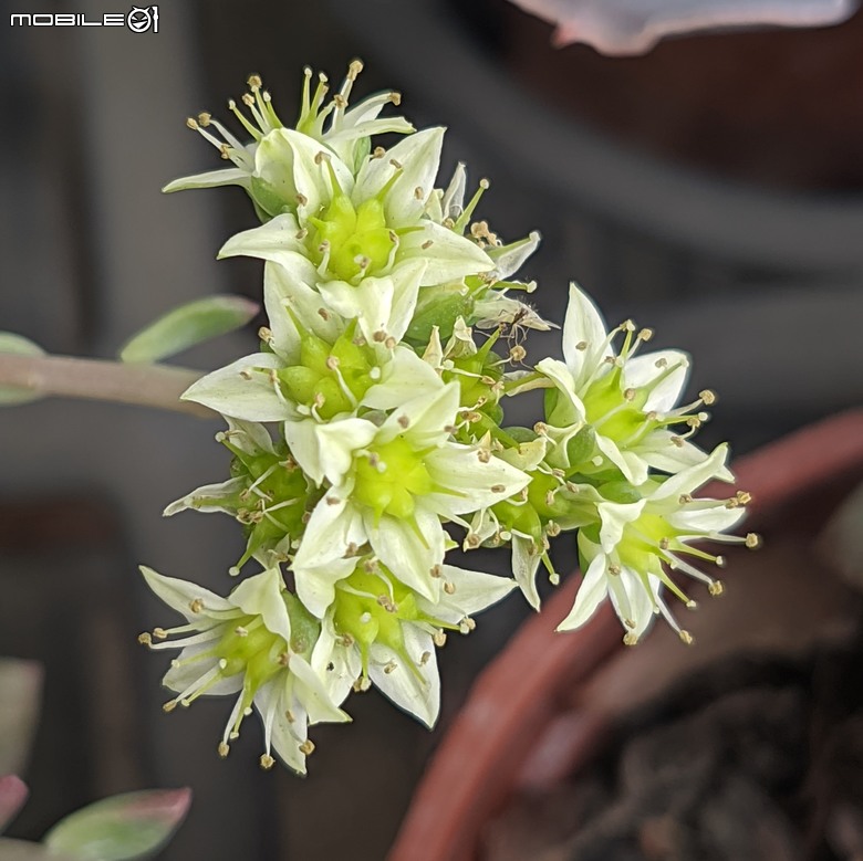 多肉植物開花 台南市歸仁區七甲花卉區 03/01