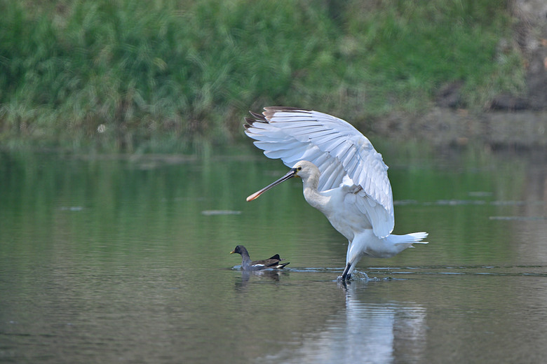 馬小路Marsace SV-35 Pro雲台到處開箱，記錄了東港溪鴻雁、斑點鶇、白琵與黑琵、翻石鷸、灰斑鴴、金斑鴴、中杓鷸、綠簑鷺、小彎嘴及紅嘴黑鵯。