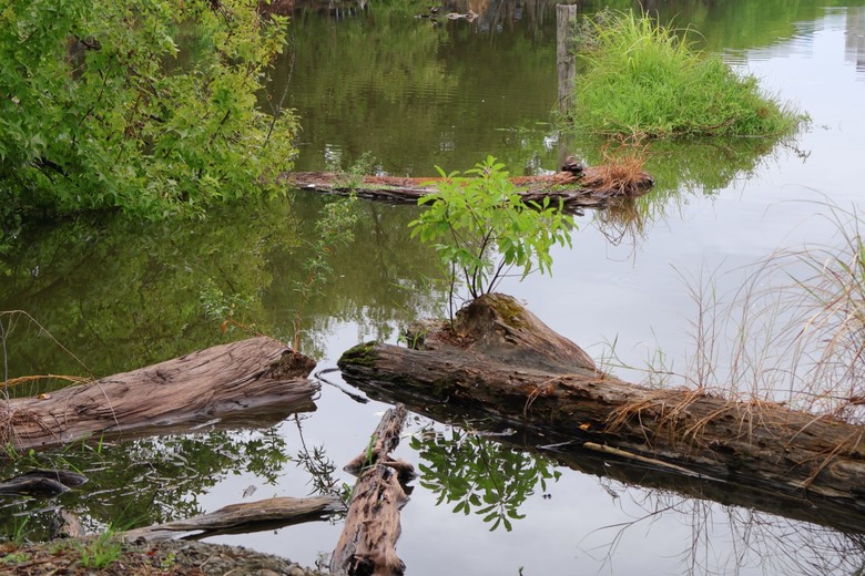 【遊記】一場不同於高山的林業文化之旅，日據時期到民國的演變，羅東林業文化園區 ｜ 大漠國渡