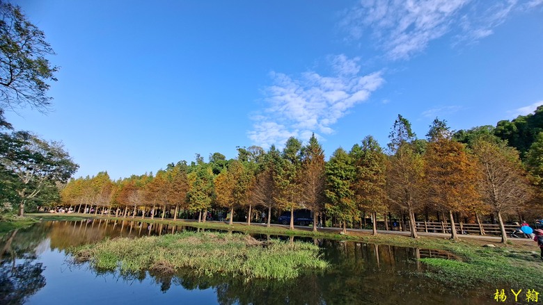 【台灣小百岳】溪洲山、 新溪洲山、大溪月眉落羽松正當時