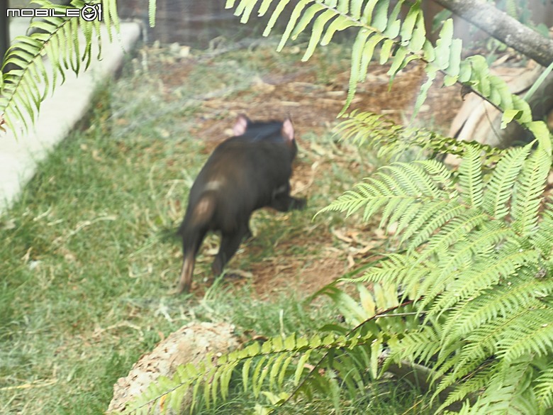 黃金海岸之庫倫濱野生動物園 (Currumbin Wildlife Sanctuary)、伯利角沙灘 (Burleigh Beach Cove)、大嘴鳥餵食秀(Pelican Feeding),附掛澳式炸魚餐與越南河粉料理 — 2026東澳洲四大城巡遊之黃金海岸段 第1部