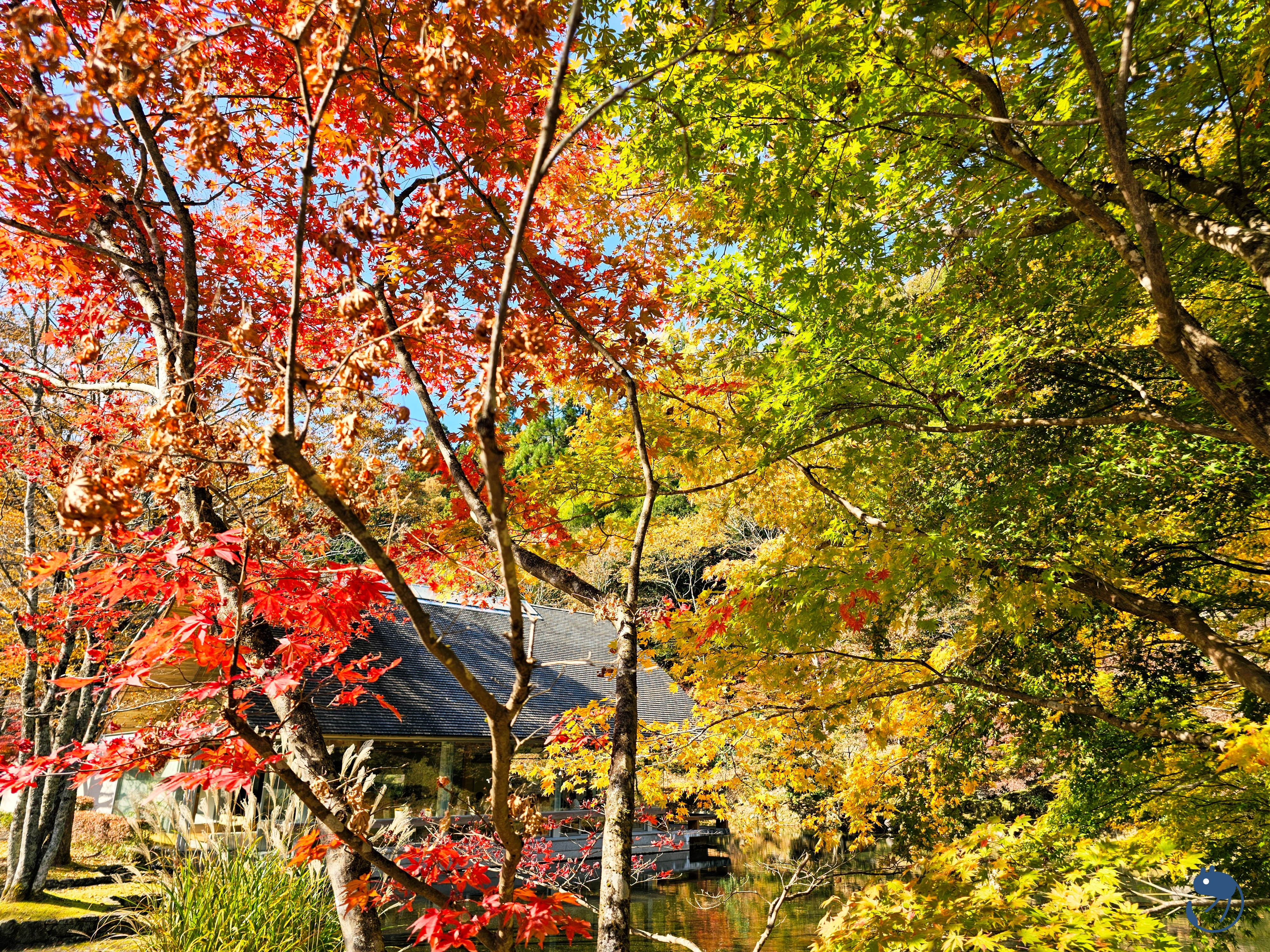 日本-岐阜郡上|*秋色下的郡上大和* 明建神社與古今傳授之里 明建神社と古今伝授の里
