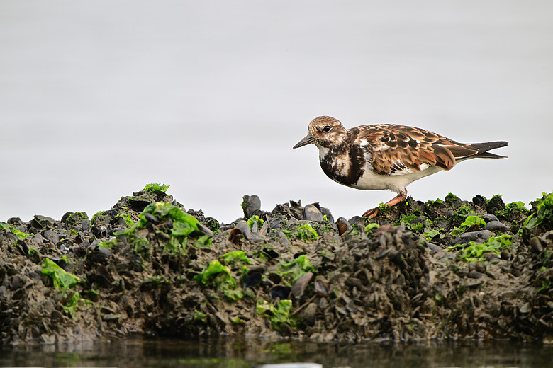 馬小路Marsace SV-35 Pro雲台到處開箱，記錄了東港溪鴻雁、斑點鶇、白琵與黑琵、翻石鷸、灰斑鴴、金斑鴴、中杓鷸、綠簑鷺、小彎嘴及紅嘴黑鵯。