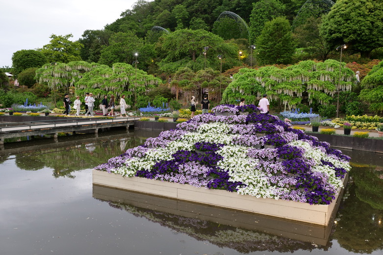 国営ひたち海浜公園 足利花卉公園 一日雙園行
