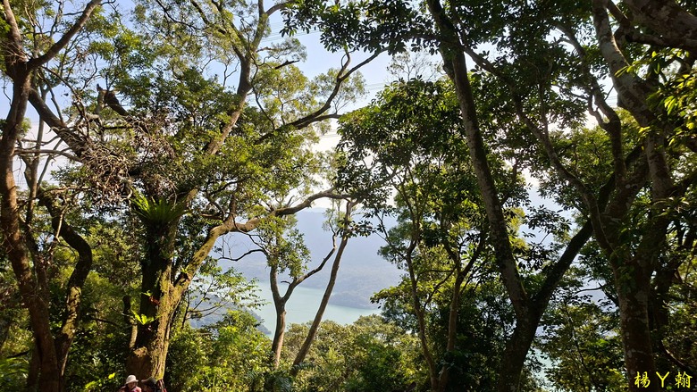 【台灣小百岳】溪洲山、 新溪洲山、大溪月眉落羽松正當時