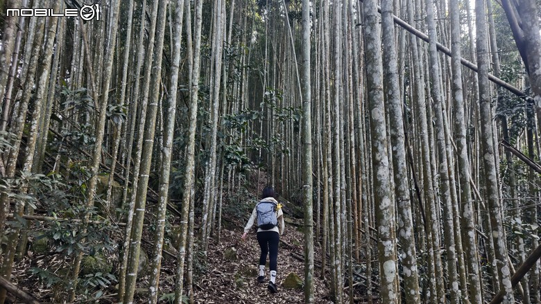 新竹冷門登山路線 | 滿滿竹林 |鬼澤山