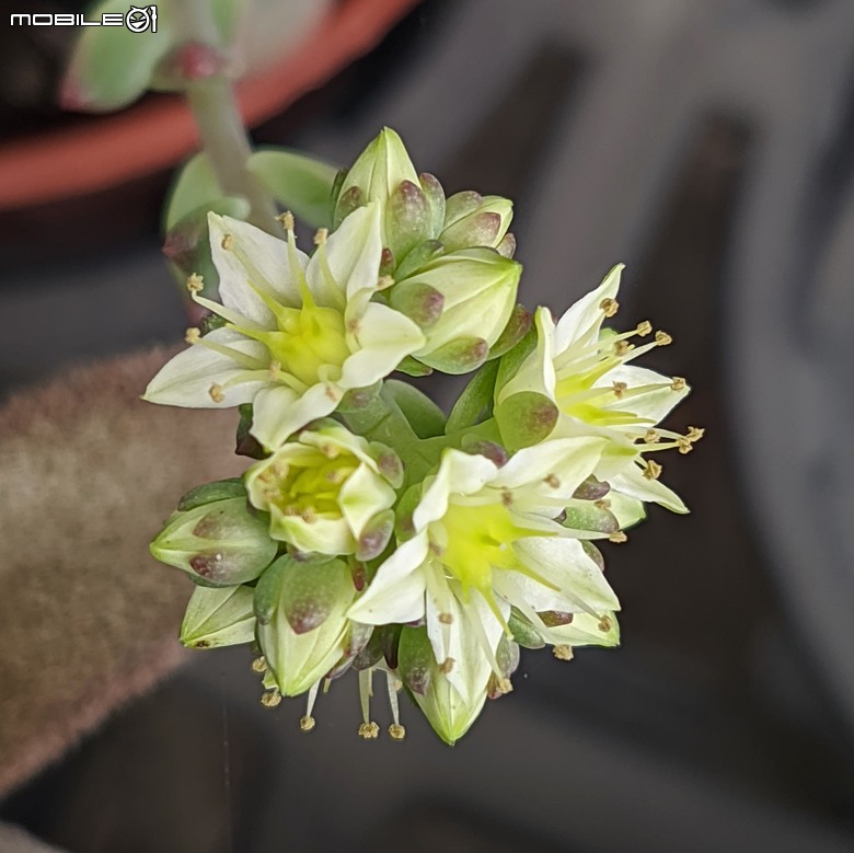多肉植物開花 台南市歸仁區七甲花卉區 03/01