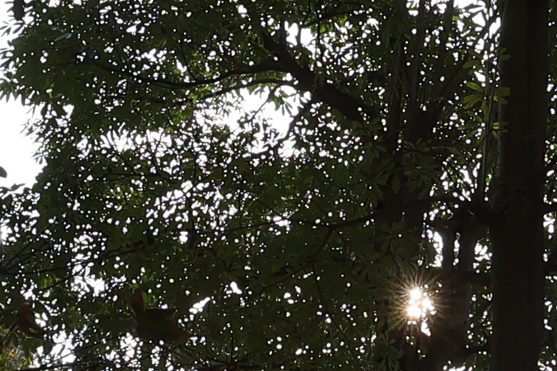 Canon RF 14mm F1.4L VCM 評測報告｜星野攝影首選、極致光學的巔峰之作！