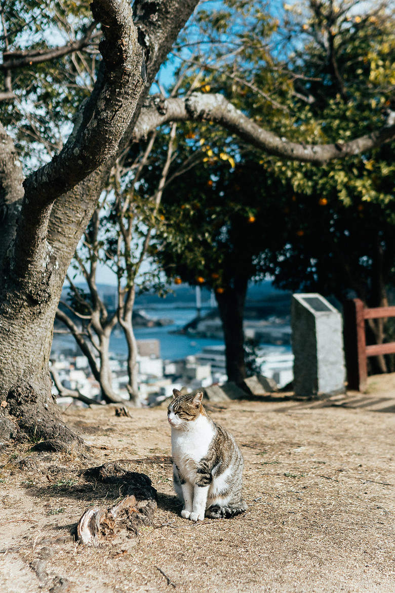 「 Nikon Z7 ll 」 瀨戶內海 × 山陽本線：時光慢行的日本小城之旅