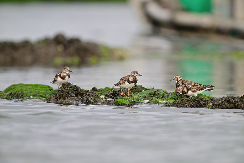 馬小路Marsace SV-35 Pro雲台到處開箱，記錄了東港溪鴻雁、斑點鶇、白琵與黑琵、翻石鷸、灰斑鴴、金斑鴴、中杓鷸、綠簑鷺、小彎嘴及紅嘴黑鵯。