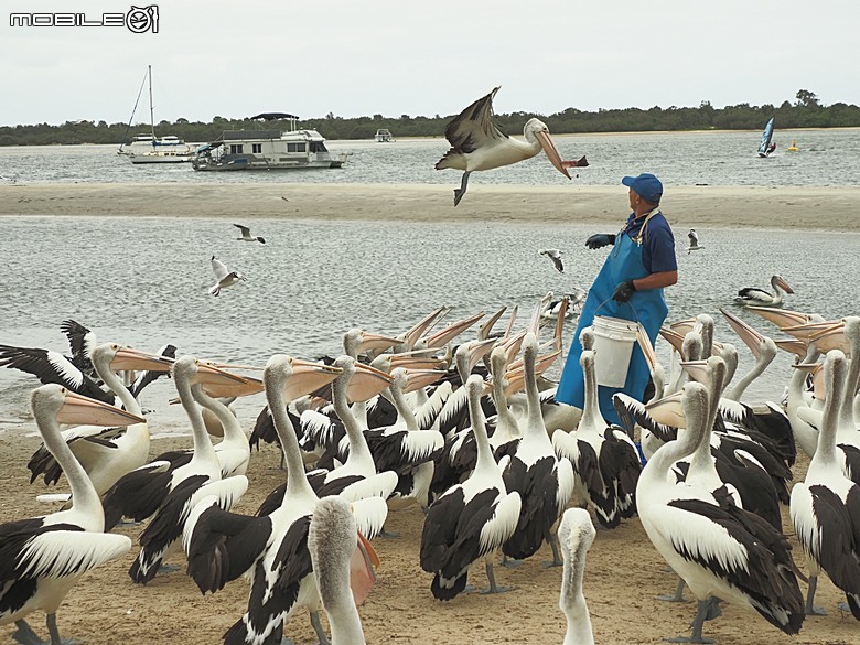 黃金海岸之庫倫濱野生動物園 (Currumbin Wildlife Sanctuary)、伯利角沙灘 (Burleigh Beach Cove)、大嘴鳥餵食秀(Pelican Feeding),附掛澳式炸魚餐與越南河粉料理 — 2026東澳洲四大城巡遊之黃金海岸段 第1部