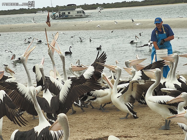 黃金海岸之庫倫濱野生動物園 (Currumbin Wildlife Sanctuary)、伯利角沙灘 (Burleigh Beach Cove)、大嘴鳥餵食秀(Pelican Feeding),附掛澳式炸魚餐與越南河粉料理 — 2026東澳洲四大城巡遊之黃金海岸段 第1部