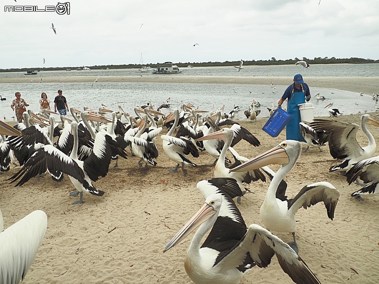 黃金海岸之庫倫濱野生動物園 (Currumbin Wildlife Sanctuary)、伯利角沙灘 (Burleigh Beach Cove)、大嘴鳥餵食秀(Pelican Feeding),附掛澳式炸魚餐與越南河粉料理 — 2026東澳洲四大城巡遊之黃金海岸段 第1部