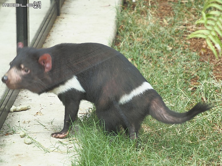 黃金海岸之庫倫濱野生動物園 (Currumbin Wildlife Sanctuary)、伯利角沙灘 (Burleigh Beach Cove)、大嘴鳥餵食秀(Pelican Feeding),附掛澳式炸魚餐與越南河粉料理 — 2026東澳洲四大城巡遊之黃金海岸段 第1部