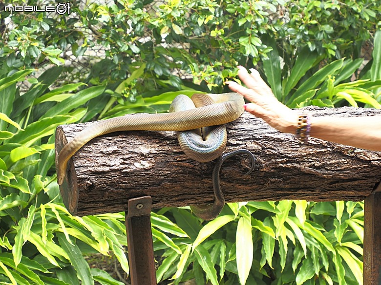 黃金海岸之庫倫濱野生動物園 (Currumbin Wildlife Sanctuary)、伯利角沙灘 (Burleigh Beach Cove)、大嘴鳥餵食秀(Pelican Feeding),附掛澳式炸魚餐與越南河粉料理 — 2026東澳洲四大城巡遊之黃金海岸段 第1部