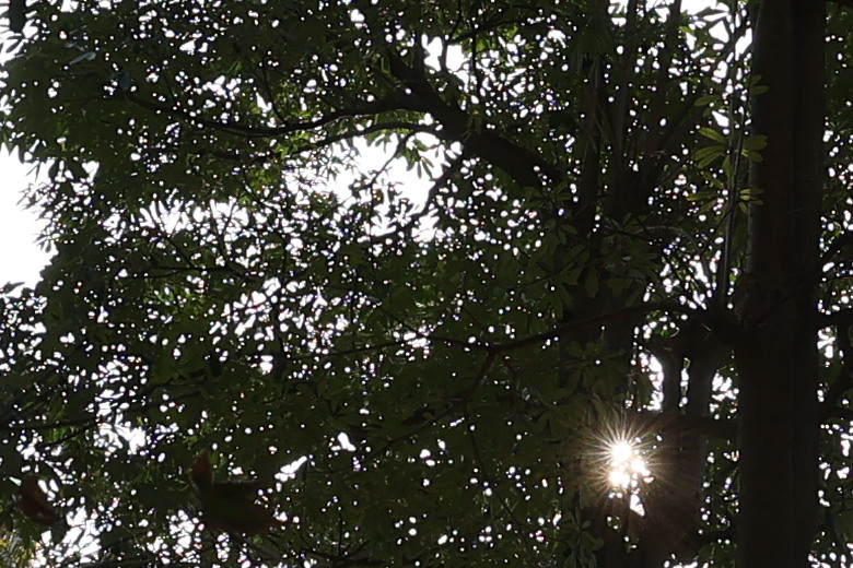 Canon RF 14mm F1.4L VCM 評測報告｜星野攝影首選、極致光學的巔峰之作！