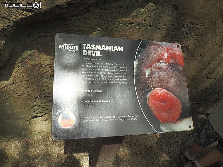 黃金海岸之庫倫濱野生動物園 (Currumbin Wildlife Sanctuary)、伯利角沙灘 (Burleigh Beach Cove)、大嘴鳥餵食秀(Pelican Feeding),附掛澳式炸魚餐與越南河粉料理 — 2026東澳洲四大城巡遊之黃金海岸段 第1部