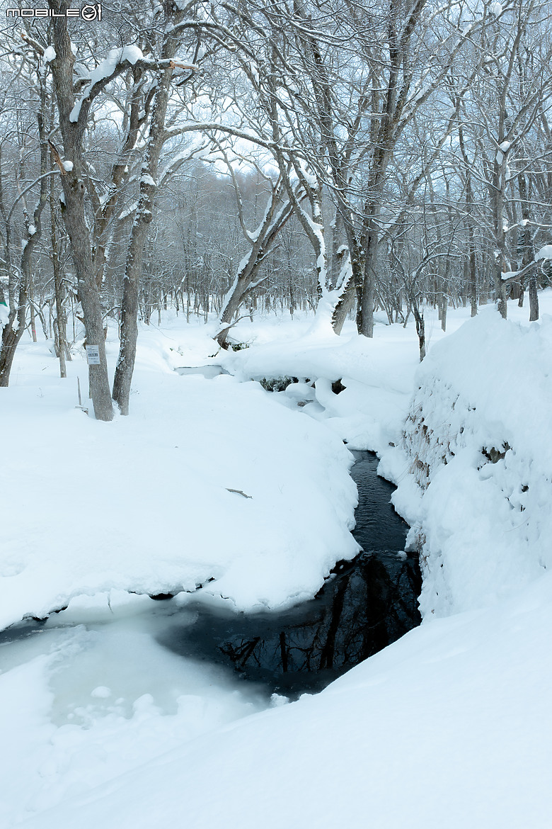 徠卡SL2s北陸冬戀--戶隱之森篇
