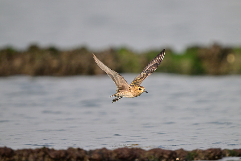 馬小路Marsace SV-35 Pro雲台到處開箱，記錄了東港溪鴻雁、斑點鶇、白琵與黑琵、翻石鷸、灰斑鴴、金斑鴴、中杓鷸、綠簑鷺、小彎嘴及紅嘴黑鵯。
