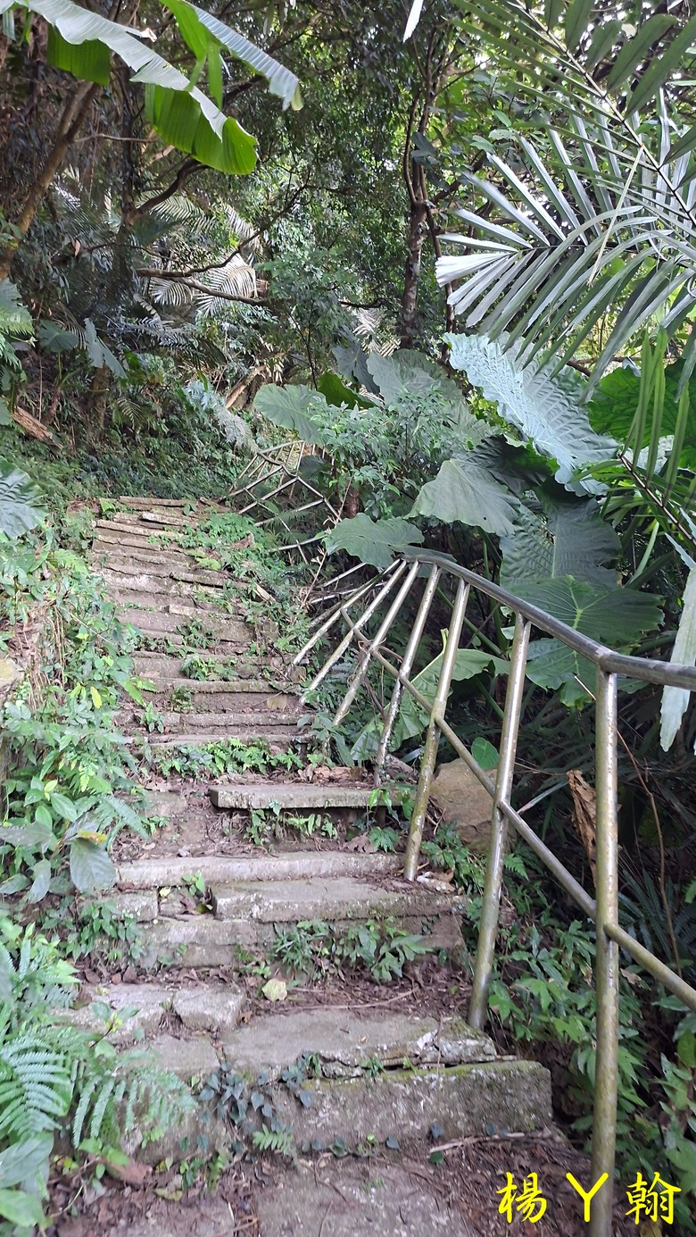 【台灣小百岳】溪洲山、 新溪洲山、大溪月眉落羽松正當時