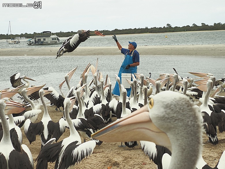 黃金海岸之庫倫濱野生動物園 (Currumbin Wildlife Sanctuary)、伯利角沙灘 (Burleigh Beach Cove)、大嘴鳥餵食秀(Pelican Feeding),附掛澳式炸魚餐與越南河粉料理 — 2026東澳洲四大城巡遊之黃金海岸段 第1部