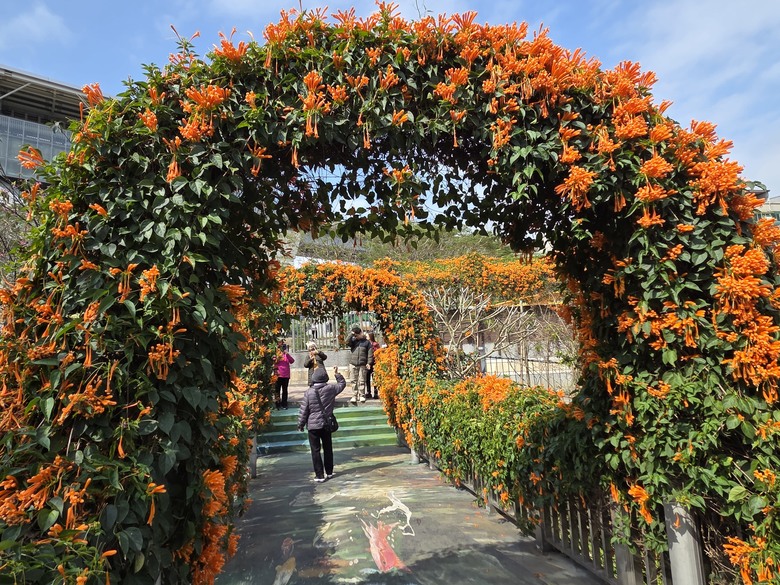 2026 鶯歌永吉公園：盛放的炮仗花瀑布！沉浸式春日散步，直擊橘色花海與 3D 彩繪牆