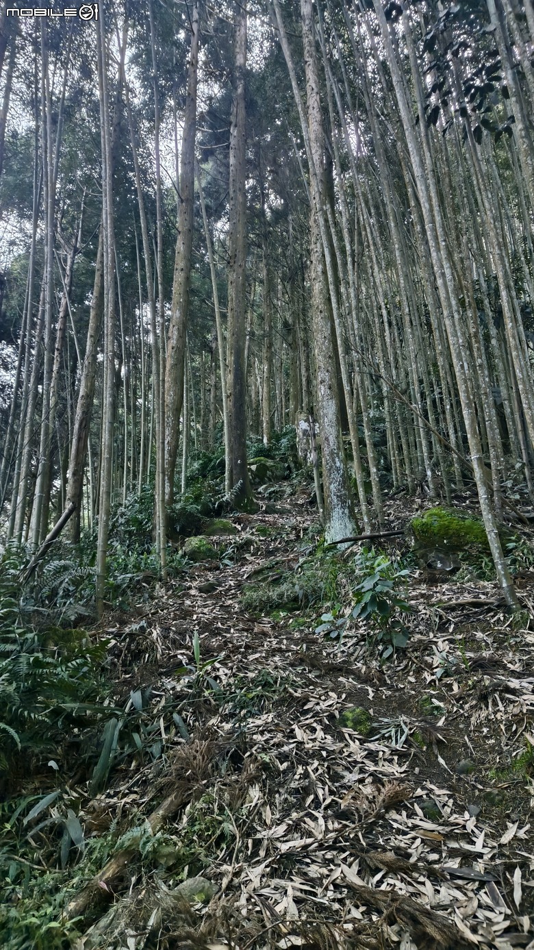 新竹冷門登山路線 | 滿滿竹林 |鬼澤山