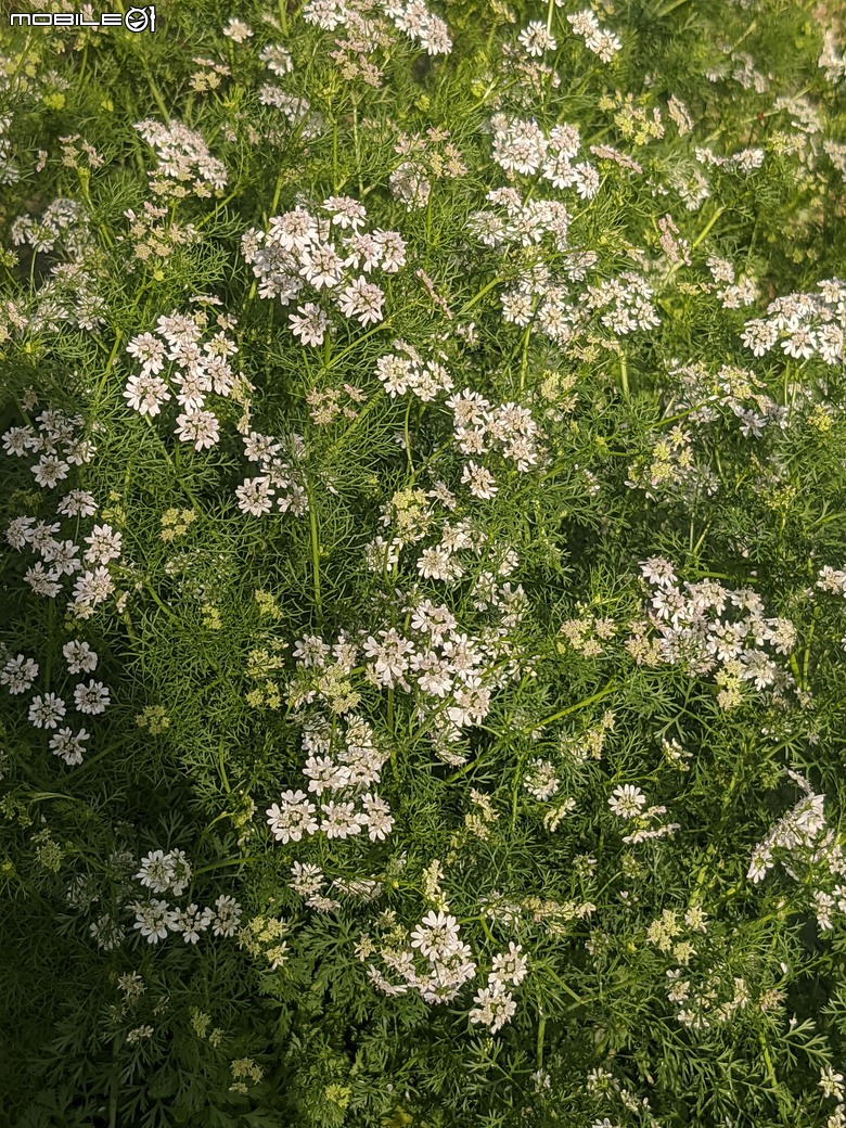 芫荽+南洋櫻+蔥花+麝香木 台南市東區後甲公園 03/01