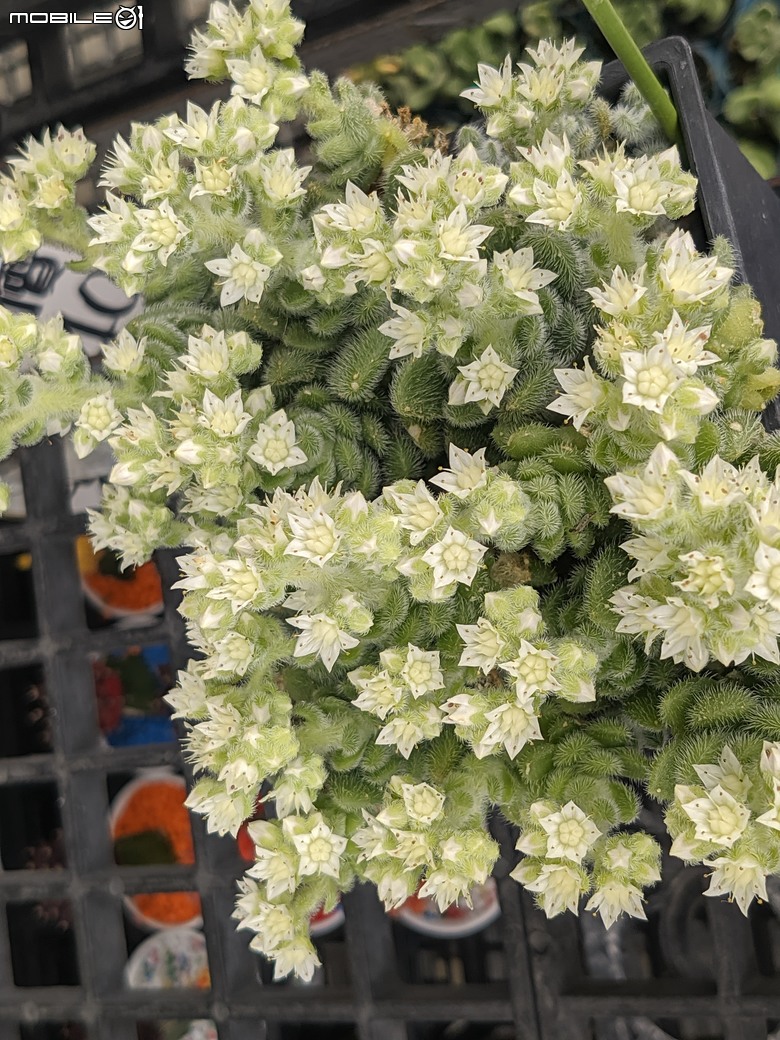 多肉植物開花 台南市歸仁區七甲花卉區 03/01