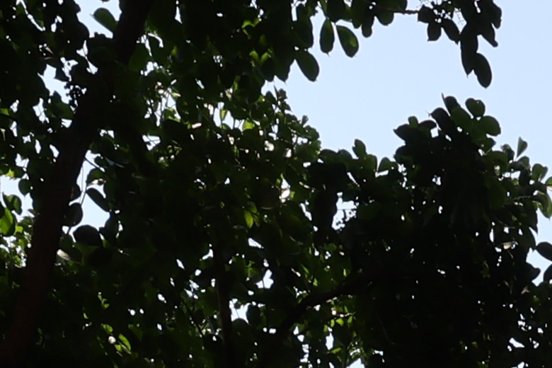 Canon RF 14mm F1.4L VCM 評測報告｜星野攝影首選、極致光學的巔峰之作！