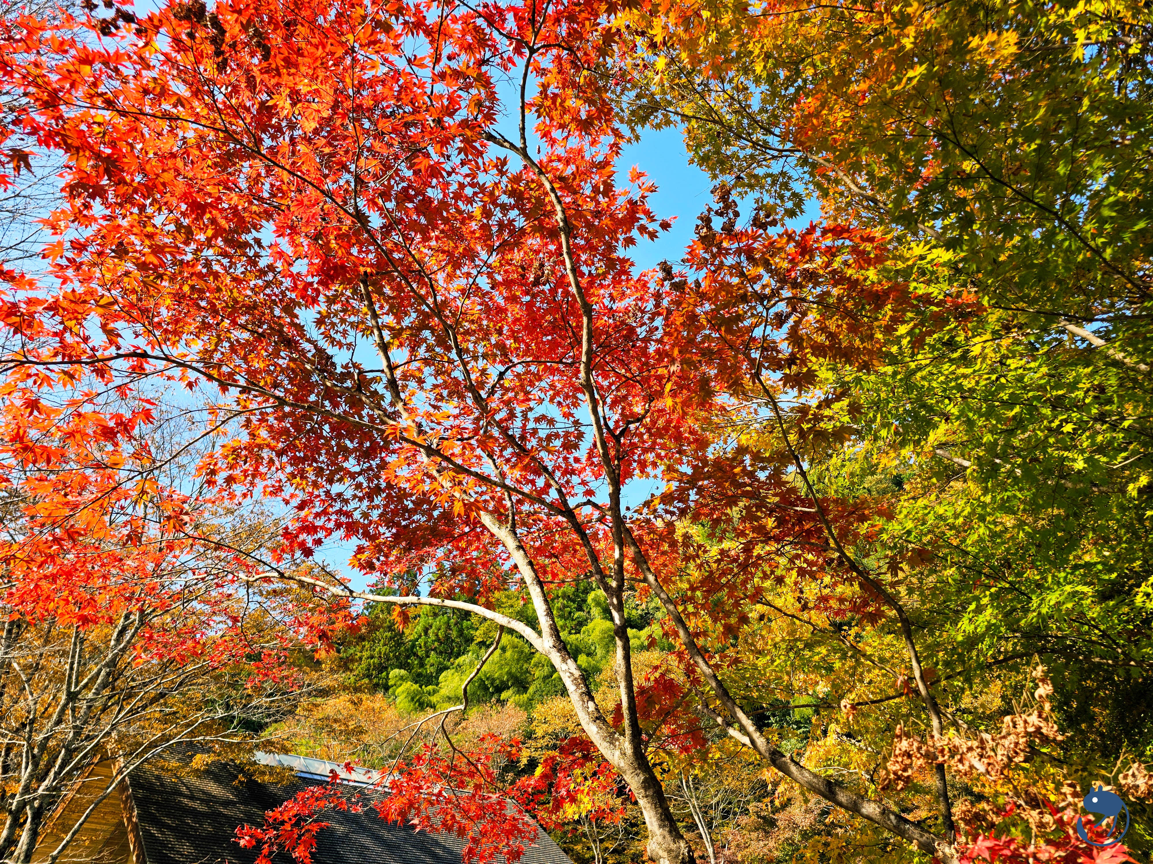 日本-岐阜郡上|*秋色下的郡上大和* 明建神社與古今傳授之里 明建神社と古今伝授の里