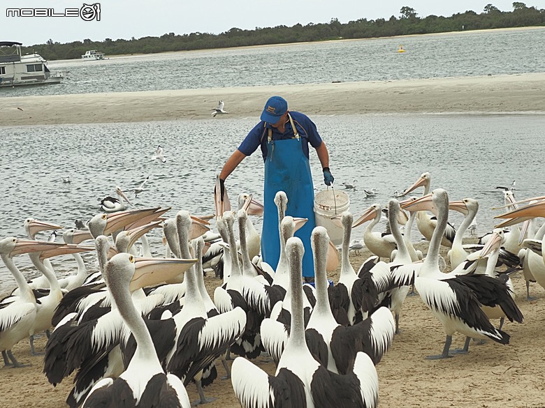黃金海岸之庫倫濱野生動物園 (Currumbin Wildlife Sanctuary)、伯利角沙灘 (Burleigh Beach Cove)、大嘴鳥餵食秀(Pelican Feeding),附掛澳式炸魚餐與越南河粉料理 — 2026東澳洲四大城巡遊之黃金海岸段 第1部