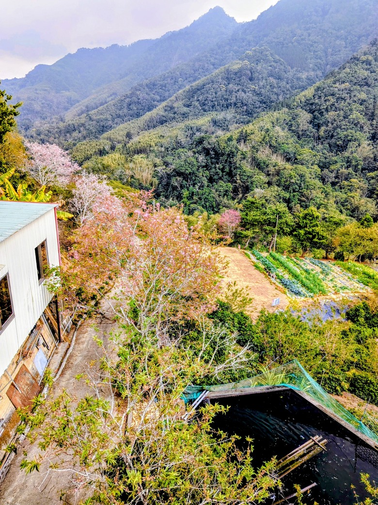 櫻花的尾聲