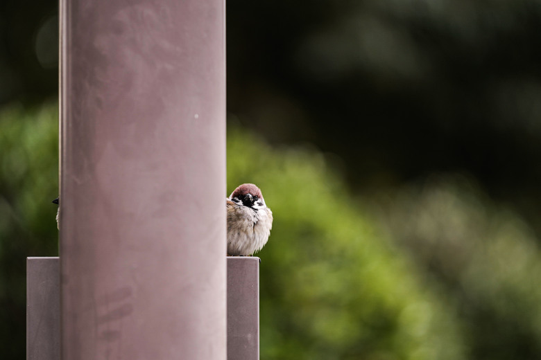 2026第一遊 - 大阪照片集＋流水帳