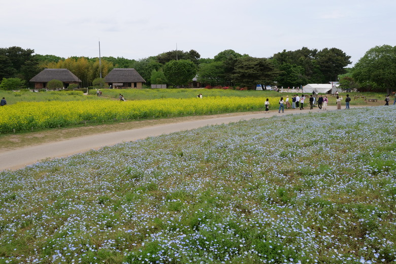 国営ひたち海浜公園 足利花卉公園 一日雙園行