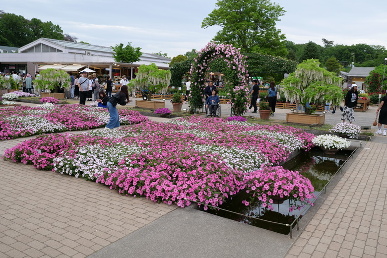 国営ひたち海浜公園 足利花卉公園 一日雙園行