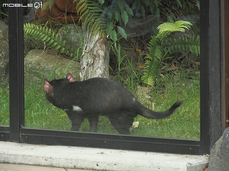 黃金海岸之庫倫濱野生動物園 (Currumbin Wildlife Sanctuary)、伯利角沙灘 (Burleigh Beach Cove)、大嘴鳥餵食秀(Pelican Feeding),附掛澳式炸魚餐與越南河粉料理 — 2026東澳洲四大城巡遊之黃金海岸段 第1部