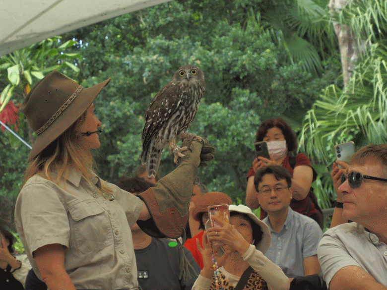 黃金海岸之庫倫濱野生動物園 (Currumbin Wildlife Sanctuary)、伯利角沙灘 (Burleigh Beach Cove)、大嘴鳥餵食秀(Pelican Feeding),附掛澳式炸魚餐與越南河粉料理 — 2026東澳洲四大城巡遊之黃金海岸段 第1部